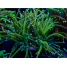WYSIWYG Euphyllia glabrescens (Mariculture acclimaté sous LED) 8B3