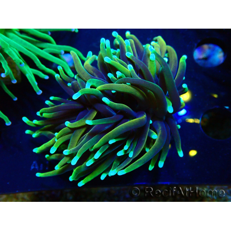WYSIWYG Euphyllia glabrescens (Mariculture acclimated under LED) 8C1