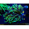 WYSIWYG Euphyllia glabrescens (Marikultur akklimatisiert unter LED) 8C1