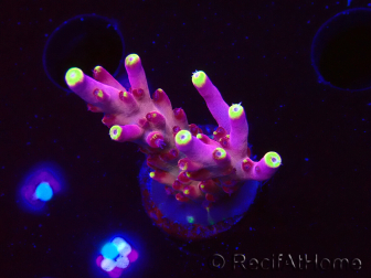 WYSIWYG JF Acropora Fox Flame 5O2