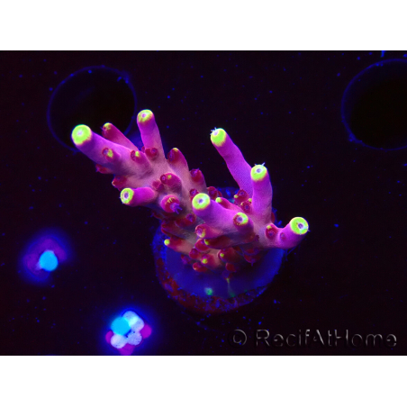 WYSIWYG JF Acropora Fox Flame