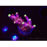 WYSIWYG JF Acropora Fox Flame