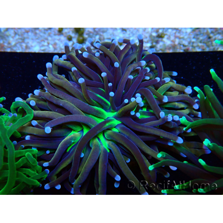 WYSIWYG Euphyllia glabrescens (Maricoltura acclimatata sotto LED) 8C2