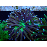 WYSIWYG Euphyllia glabrescens (Maricultura aclimatada bajo LED) 8C2