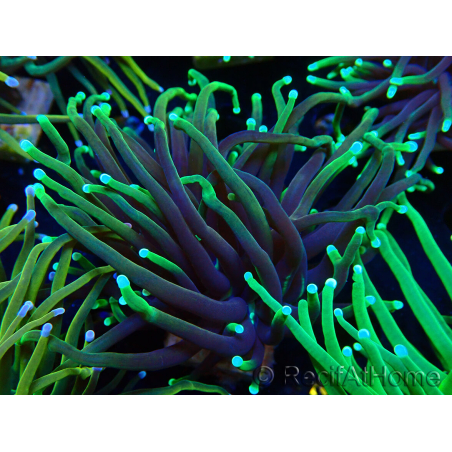 WYSIWYG Euphyllia glabrescens Nuclear Fusion (Mariculture acclimaté sous LED) 8C7