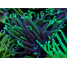 WYSIWYG Euphyllia glabrescens Nuclear Fusion (Mariculture acclimaté sous LED) 8C7