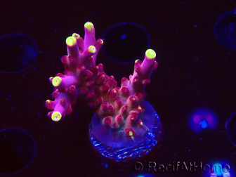 WYSIWYG JF Acropora Fox Flame 5O3