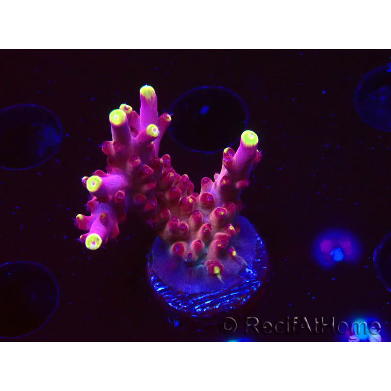 WYSIWYG JF Acropora Fox Flame