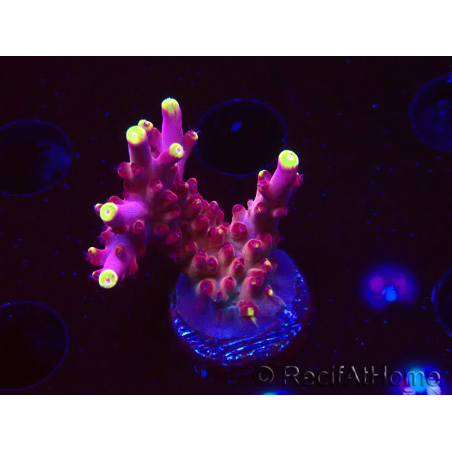 WYSIWYG JF Acropora Fox Flame
