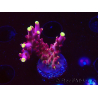 WYSIWYG JF Acropora Fox Flame
