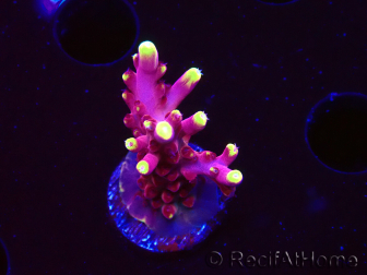 WYSIWYG JF Acropora Fox Flame 5O4