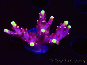 WYSIWYG JF Acropora Fox Flame
