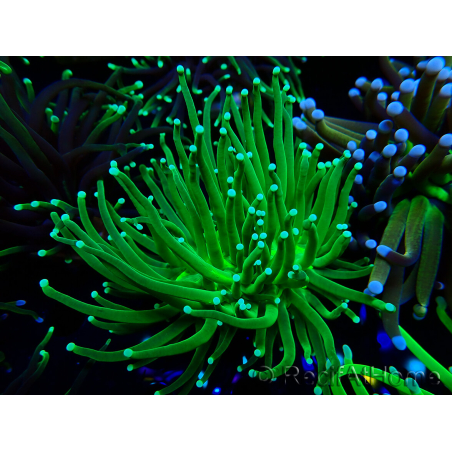 WYSIWYG Euphyllia glabrescens (Mariculture acclimaté sous LED) 8D7