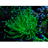 WYSIWYG Euphyllia glabrescens (Mariculture acclimaté sous LED) 8D7
