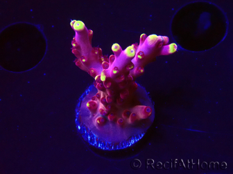 WYSIWYG JF Acropora Fox Flame