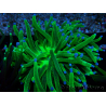 WYSIWYG Euphyllia glabrescens (Maricoltura acclimatata sotto LED) 8E2