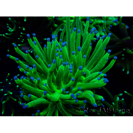 WYSIWYG Euphyllia glabrescens TIGER (Mariculture acclimated under LED) 8E5