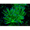 WYSIWYG Euphyllia glabrescens TIGER (Maricultura aclimatada bajo LED) 8E5
