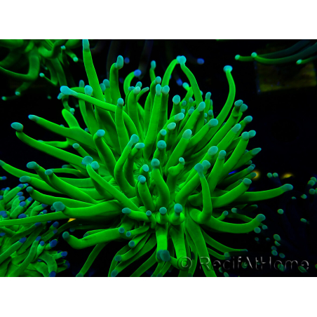 WYSIWYG Euphyllia glabrescens TIGER (Maricultured acclimated under LED) 8N3