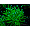 WYSIWYG Euphyllia glabrescens TIGER (Mariculture acclimaté sous LED) 8N3