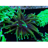 WYSIWYG Euphyllia glabrescens Nuclear Fusion (Mariculture acclimaté sous LED) 8E8
