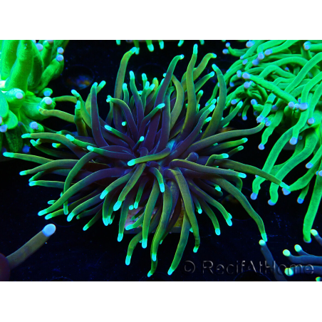 WYSIWYG Euphyllia glabrescens Super Bright (Mariculture acclimaté sous LED) 8G1