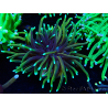WYSIWYG Euphyllia glabrescens Super Bright (Mariculture acclimaté sous LED) 8G1