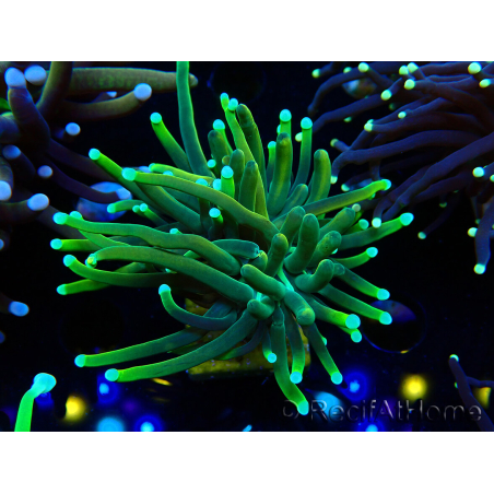 WYSIWYG Euphyllia glabrescens (Mariculture acclimaté sous LED) 8G4