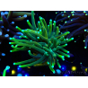 WYSIWYG Euphyllia glabrescens (Maricoltura acclimatata sotto LED) 8G4