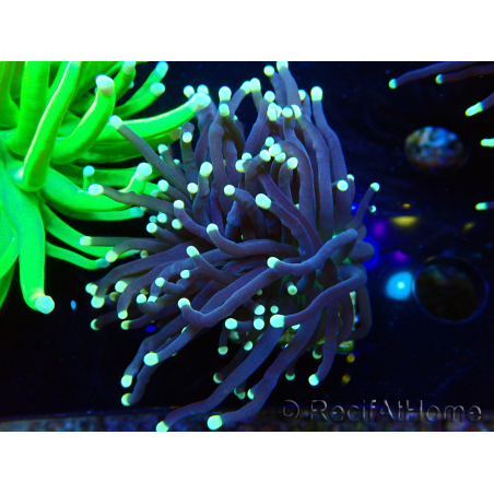 WYSIWYG Euphyllia glabrescens (Mariculture acclimaté sous LED) 8G5