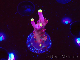 WYSIWYG JF Acropora Fox Flame 5O9