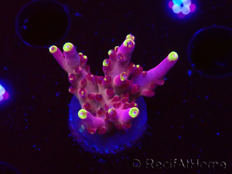 WYSIWYG JF Acropora Fox Flame