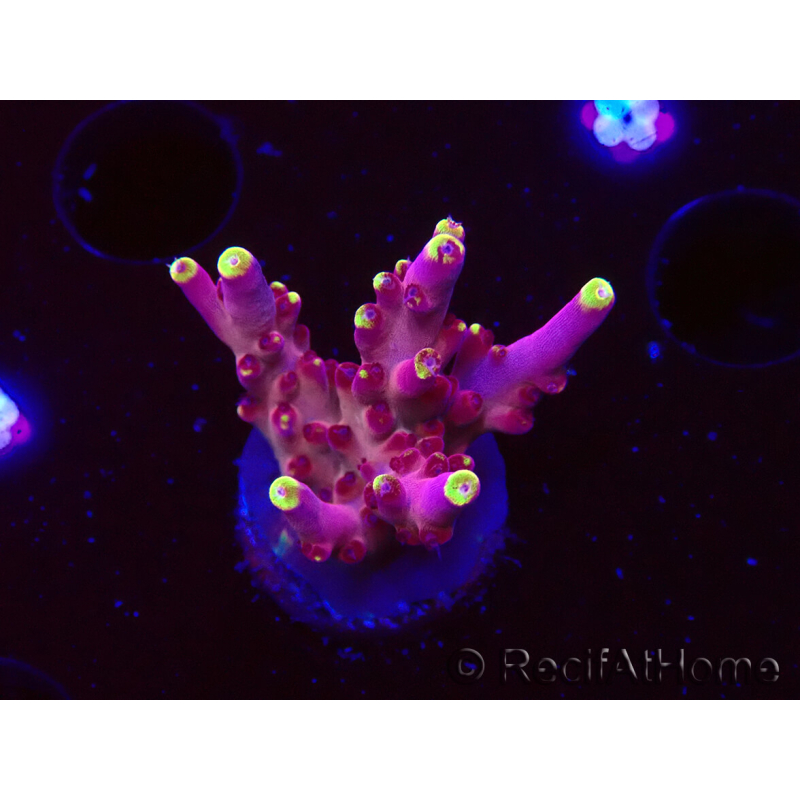 WYSIWYG JF Acropora Fox Flame