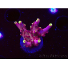 WYSIWYG JF Acropora Fox Flame