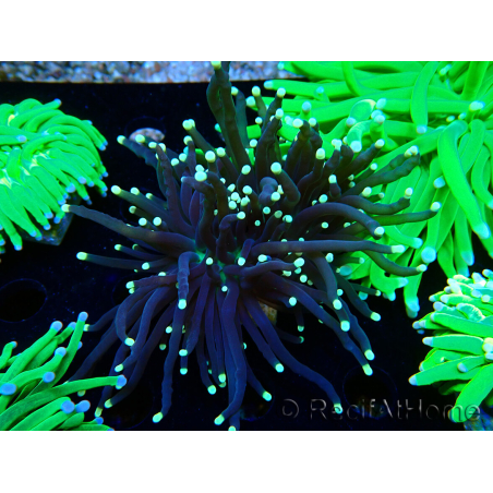 WYSIWYG Euphyllia glabrescens (Maricultura aclimatada bajo LED) 8K4