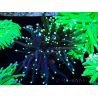 WYSIWYG Euphyllia glabrescens (Maricultura aclimatada bajo LED) 8K4