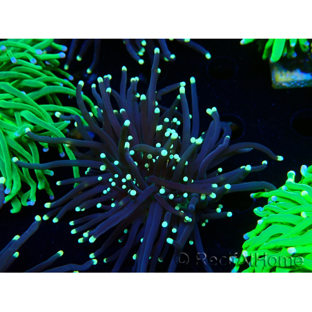 WYSIWYG Euphyllia glabrescens (Mariculture acclimaté sous LED) 8K6