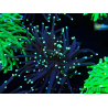 WYSIWYG Euphyllia glabrescens (Marikultur unter LED akklimatisiert) 8K6