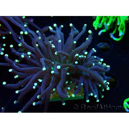 WYSIWYG Euphyllia glabrescens (Mariculture acclimaté sous LED) 8K8