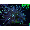 WYSIWYG Euphyllia glabrescens (Mariculture acclimated under LED) 8G7