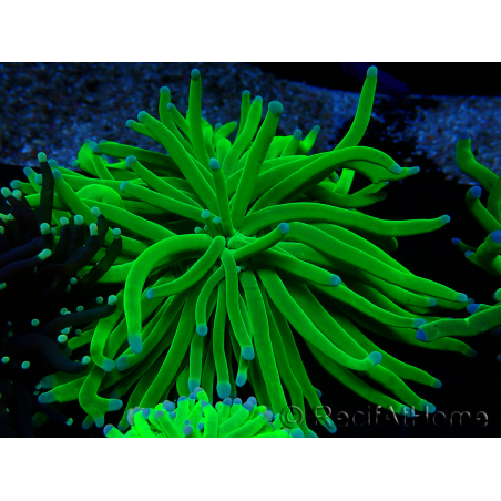 WYSIWYG Euphyllia glabrescens (Mariculture acclimaté sous LED) 8L1