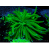 WYSIWYG Euphyllia glabrescens (Mariculture acclimaté sous LED) 8L1