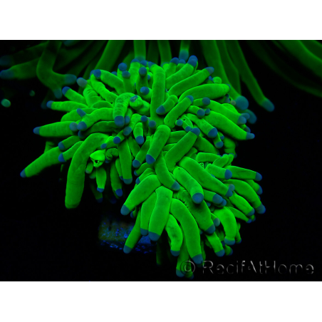 WYSIWYG Euphyllia glabrescens (Mariculture acclimaté sous LED) 8L3