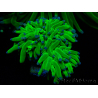 WYSIWYG Euphyllia glabrescens (Marikultur unter LED akklimatisiert) 8L3