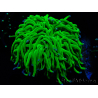 WYSIWYG Euphyllia glabrescens (Mariculture acclimaté sous LED) 8L8