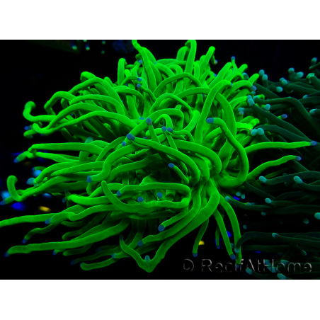 WYSIWYG Euphyllia glabrescens (Mariculture acclimaté sous LED) 8M1