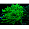 WYSIWYG Euphyllia glabrescens (Mariculture acclimaté sous LED) 8M1