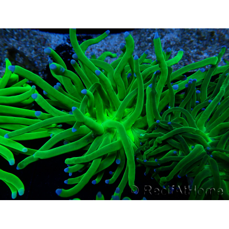 WYSIWYG Euphyllia glabrescens (Mariculture acclimaté sous LED) 8M2