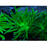WYSIWYG Euphyllia glabrescens (Mariculture acclimaté sous LED) 8M2