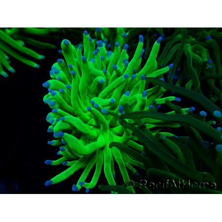 WYSIWYG Euphyllia glabrescens (Mariculture acclimaté sous LED) 8M3